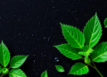 Gotu Kola Powers a New Solid Electrolyte for Magnesium Batteries