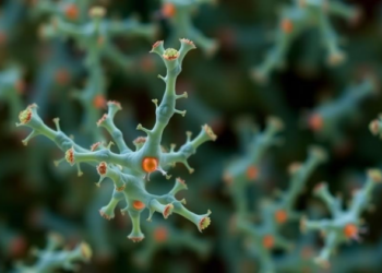 Gut Bacteria Weaponized Against Superbugs Threatening the Food Supply