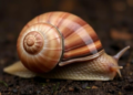 Gut Fungi of the Giant African Snail Shift Dramatically Across Its Life Stages