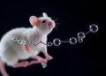 Gut Molecule Sodium Butyrate Shields Mice From Chronic Stress Damage