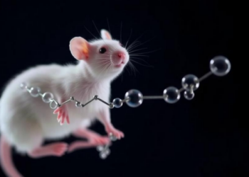 Gut Molecule Sodium Butyrate Shields Mice From Chronic Stress Damage
