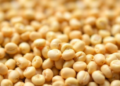 Herbicide Residues in Imported Soybeans Reveal Hidden Fingerprints of GM Crop Events