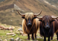 Hidden Genomes of the Tibetan Plateau: Three Yak Populations Reveal Surprising Genetic Depth