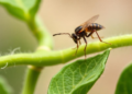 Hidden RNA Networks Help the Tomato Leafminer Survive Starvation