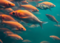 Hidden Water Chemistry Shifts Are Quietly Sabotaging Fish Breeding in Aquaculture