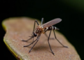 Hidden Wolbachia Patterns in Hawaiian Mosquitoes Could Shape Future Virus Control