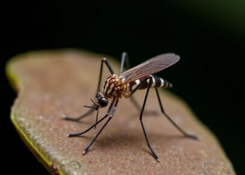 Hidden Wolbachia Patterns in Hawaiian Mosquitoes Could Shape Future Virus Control