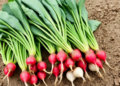Himalayan Radish Landraces Reveal Hidden Genetic Treasures for Future Breeding