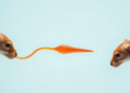 How Mammals That Lost the Scrotum Keep Their Sperm Fertile