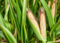 How a Single Genetic Switch Made Modern Maize Salt-Tolerant