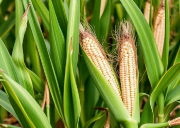 How a Single Genetic Switch Made Modern Maize Salt-Tolerant