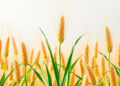 How an Ancient Chemical Weapon Shapes Defense in the World’s Great Cereal Crops