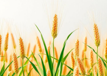How an Ancient Chemical Weapon Shapes Defense in the World’s Great Cereal Crops