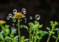 Hydrogen Sulfide Helps Plants Survive Drought by Reshaping a Key Metabolic Enzyme