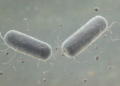 ISTA Study Finds Bacteria Use Viruses for Sex-Like DNA Exchange During Starvation