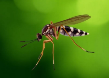 Inducible dCas12a tool widens CRISPR gene control in malaria parasite