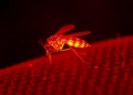 Infrared Light and Machine Learning Reveal Which Animals Mosquitoes Bite