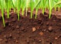 Intensive Farming Disrupts Underground Fungal Networks That Sustain Wheat Yields