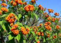Invasive Lantana’s Chemical Warfare Reveals Which Native Trees Can Fight Back