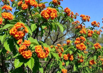 Invasive Lantana’s Chemical Warfare Reveals Which Native Trees Can Fight Back