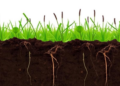 Invasive Weed Rewires the Hidden Soil Economy Beneath Its Roots