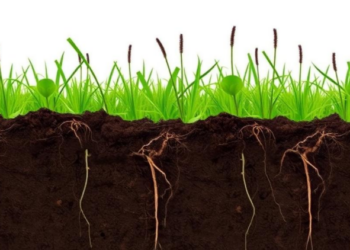 Invasive Weed Rewires the Hidden Soil Economy Beneath Its Roots