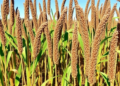 Invasive Weed Turned Biochar Shields Sorghum From Salt Stress
