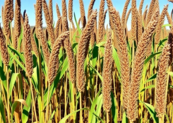 Invasive Weed Turned Biochar Shields Sorghum From Salt Stress