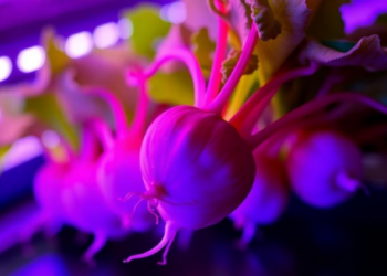 Invisible Light, Visible Change: Near-Infrared LEDs Reshape Radish Sprout Nutrition