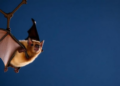 Iranian Bats Show No Sign of Common Gut Parasite in First Molecular Survey