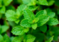Iranian Peppermint Accessions Reveal Striking Diversity in Oil Quality and Metal Uptake