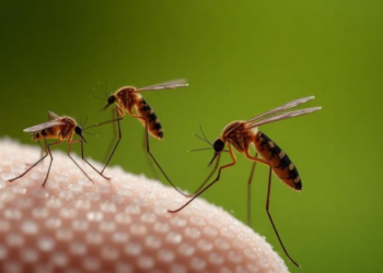 Island Mosquitoes Climb Toward Cooler Air, Revealing a Hidden Thermal Rule
