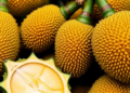 Jackfruit’s Genetic Treasure Trove Still Can’t Predict Which Fruit Makes the Best Product