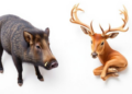 Japan’s Wild Boar and Deer Offal Could Become Functional Foods, New Screening Suggests