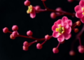 Kaempferol Meets Docetaxel: A Flavonoid-Chemotherapy Duo Takes Aim at Breast Cancer’s Survival Switch