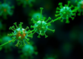 Kale Nanovesicles Boost Cancer Drug’s Kill Switch in Liver Tumor Cells