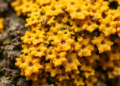 Lichens Emerge as Chemical Goldmines for Drugs, Cosmetics and Farming