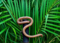Lignin from Palm Waste Becomes a Green Shield Against Drilling Corrosion