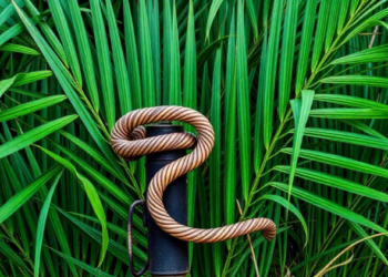 Lignin from Palm Waste Becomes a Green Shield Against Drilling Corrosion