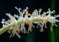 Lipid-flipping protein emerges as hidden master switch in rice blast fungus
