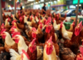 Live Poultry Markets, Not Wild Birds, Drive Avian Influenza Exposure Risk in Eastern China