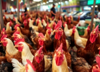 Live Poultry Markets, Not Wild Birds, Drive Avian Influenza Exposure Risk in Eastern China