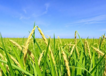 Lost Genes Reveal How Wild Rice Abandoned Perennial Life
