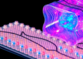 MXene-Wrapped Phase Change Materials Emerge as Multitasking Thermal Energy Champions