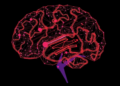 Machine Learning Meets Classical Statistics to Catch the Subtle Fingerprints of Polygenic Adaptation