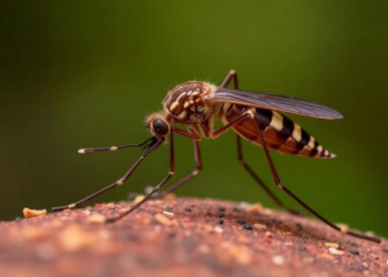 Malaria Mosquitoes in Burkina Faso Show No Regional Genetic Boundaries, Paving the Way for Gene Drives
