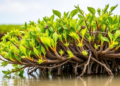 Mangrove Chemical Secrets Could Help Breed Salt-Proof Crops