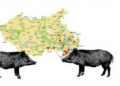 Mapping the Wild Boar Invasion: New Models Reveal Where Pigs Rule Jeju Island