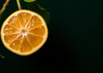 Master Switch Found: How a Single Gene Triggers Bitter Compounds in Citrus