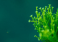 Microalgae emerge as the engine of a sustainable blue bioeconomy